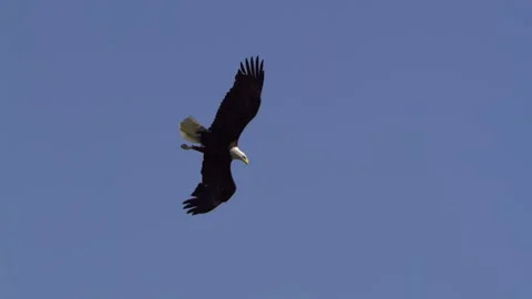 American Bald Eagle In Flight Turns and Dives Stock Footage 345373842