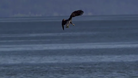 American Bald Eagle In Flight Turns and Dives For a Fish Stock Footage 345373979