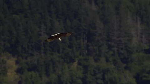 American Bald Eagle In Flight Turns and Dives For a Fish Stock Footage 345374217