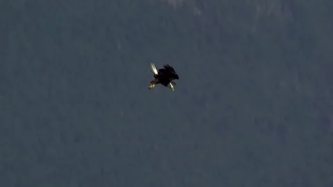 American Bald Eagle In Flight Turns and Dives and Gets Fish Stock Footage 345374224