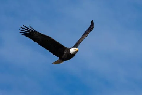 American Bald Eagle in Flight with Wings Spread Stock Photos