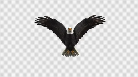 American Bald Eagle Flying With Alpha Channel Stock Footage 154048275