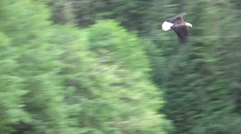 American bald eagle flying in circle Stock Footage 40566564