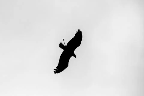 American Bald Eagle flying Ecuador Stock Photos