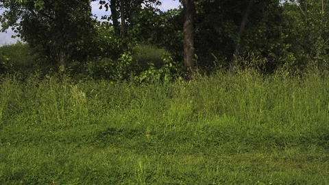 American Bald eagle flying falconry Ultra slow motion hispeed 2000fps. Stock Footage 93330409