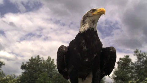 American Bald eagle flying falconry Ultra slow motion hispeed 2000fps. Stock Footage 93357060