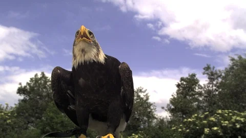 American Bald eagle flying falconry Ultra slow motion hispeed 2000fps. Stock Footage 93360120