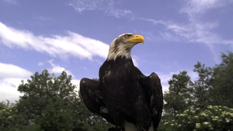 American Bald eagle flying falconry Ultra slow motion hispeed 2000fps. Stock Footage 93362907