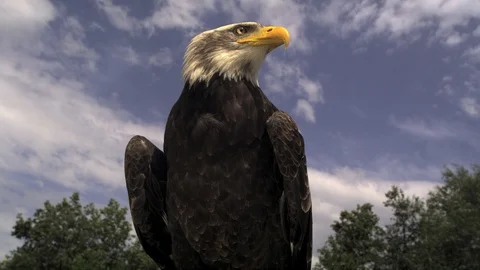 American Bald eagle flying falconry Ultra slow motion hispeed 2000fps. Stock Footage 93365428