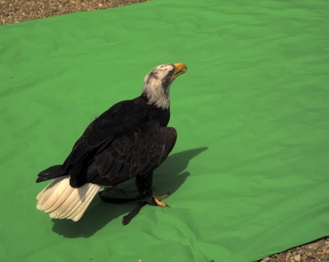 American Bald eagle flying falconry Ultra slow motion hispeed 2000fps. Video stock 93370777