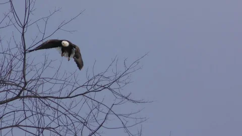 American Bald Eagle, flying, North America Stock Footage 100933234
