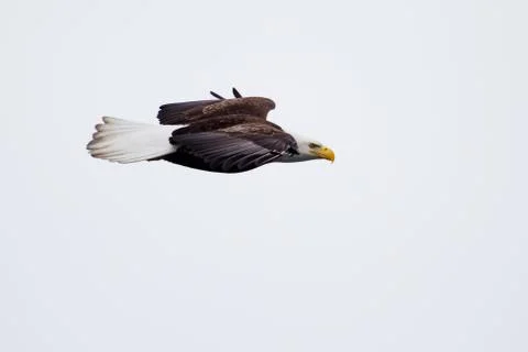 American bald eagle flying Foto stock