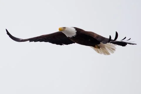 American bald eagle flying Stock Photos