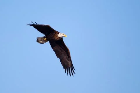 American bald eagle flying Foto stock