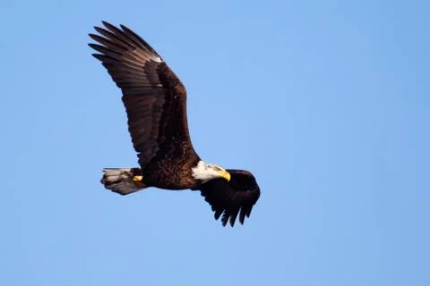 American bald eagle flying Stock Photos