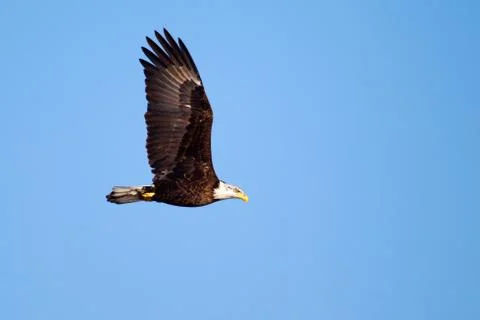 American bald eagle flying Stock Photos
