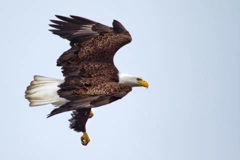 American bald eagle flying Stock Photos