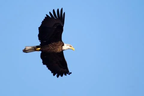American bald eagle flying Stock Photos