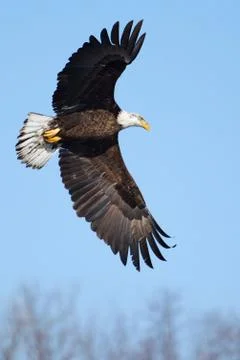 American bald eagle flying Stock Photos