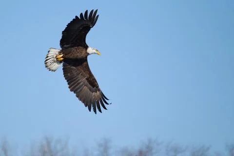 American bald eagle flying Stock Photos