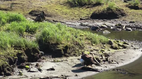 American Bald Eagle, food challenge Video stock 40343449