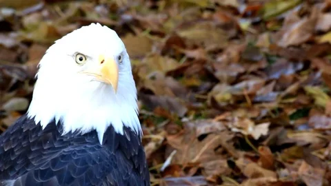 American Bald Eagle Video stock 95149578