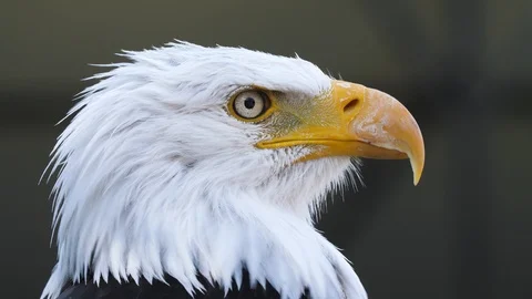 American bald eagle Stock Footage 116112620