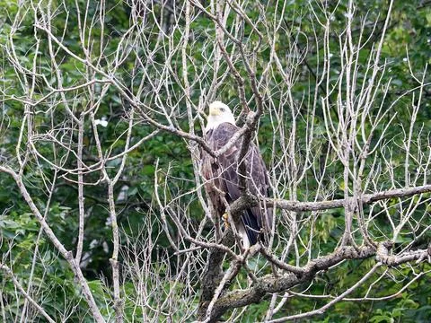 American Bald Eagle framed by branches in Northern Wisconsin Stock Photos