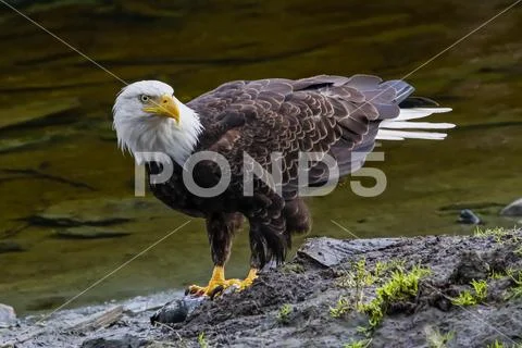 American Bald Eagle (Haliaeetus leucocephalus) standing on the shore at the wate Stock Photos
