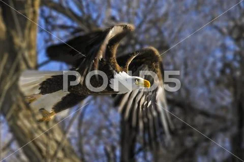American Bald Eagle (Haliaeetus leucocephalus) taking flight from a tree Stock Photos