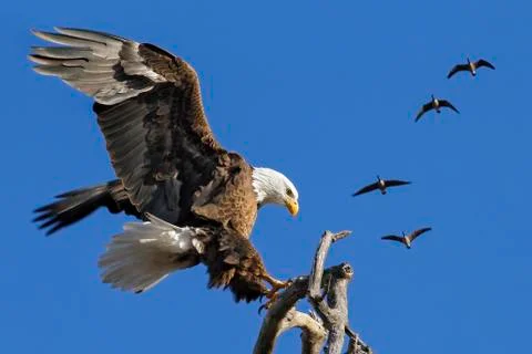 American Bald Eagle (Haliaeetus leucocephalus) landing on a tree branch with a f Stock Photos
