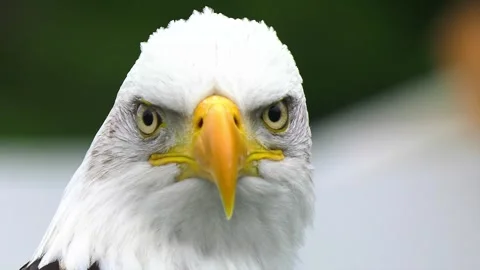 American bald eagle head close-up showing detail of its white feathers, yellow Stock Footage 340951985