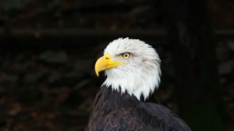 American Bald Eagle Head Shot Vídeo Stock 140218520