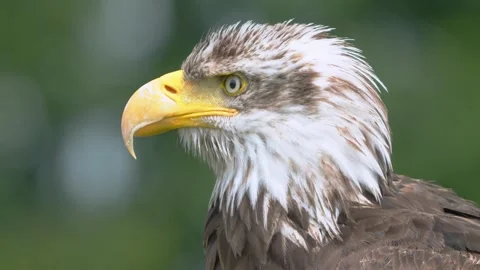 American Bald Eagle head with white and brown plumage, young bird, close up Stock Footage 170356302
