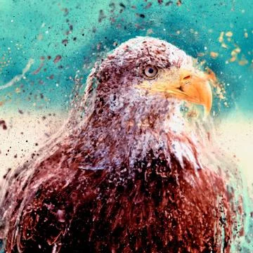 American Bald Eagle illustration Stock Illustration