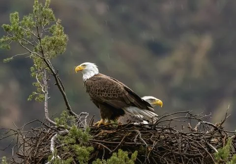 American Bald Eagle in its nest, two American Bald Eagles in its nest Stock Photos