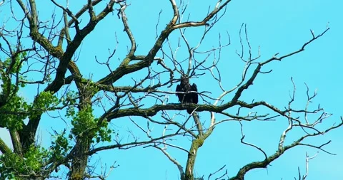 American Bald Eagle (Juvenile) perches on tree, then flies away. Video stock 133196731