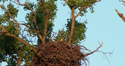 American Bald Eagle lands next to another Bald Eagle perched in nest. Stock-Footage 133198102