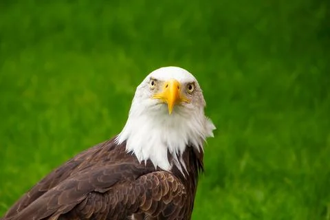 American bald eagle looking at camera Stock Photos
