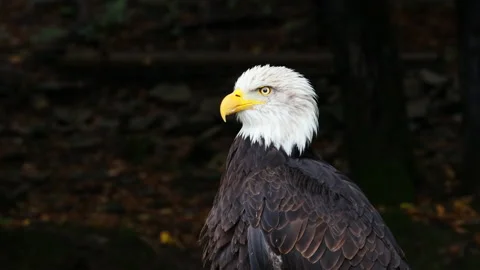 American Bald Eagle Mid Shot Vídeo Stock 140220570