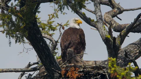 American Bald eagle in nest with two 30-day old chicks, 4k Stock Footage 276986518