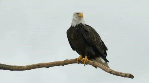 American Bald Eagle No.2 Stock Footage 534896