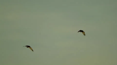 American Bald Eagle Pair In Flight, Bird, Fly, Flying Stock Footage 343035066