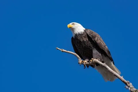 American Bald Eagle Perched on Branch with Sky Stock Photos
