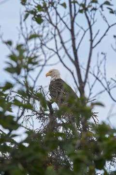 American Bald Eagle perched high in a tree Stock Photos