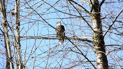 American Bald Eagle perched sitting on a branch in a tree with blue sky Vidéo 99821411
