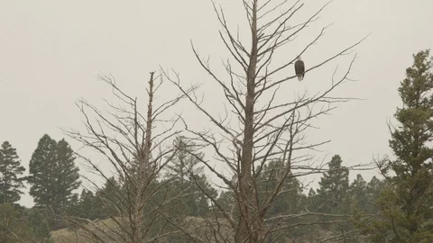 American Bald Eagle Perched on Tree Branch Stock-Footage 122223529