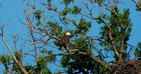 American Bald Eagle perched on tree and harassed by Baltimore Oriole. Stock-Footage 133197001