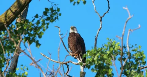 American Bald Eagle perched on tree. Stock-Footage 133197974