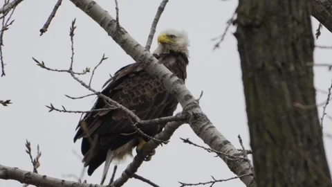 American bald eagle perched on tree branch with feathers blowing in the windy Stock Footage 332627472
